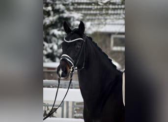 Oldenburger, Merrie, 11 Jaar, 166 cm, Zwartbruin