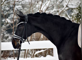 Oldenburger, Merrie, 11 Jaar, 166 cm, Zwartbruin