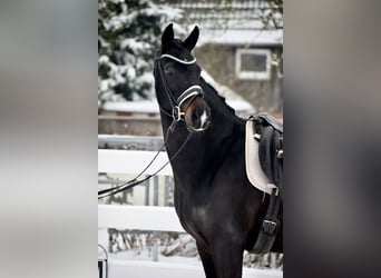 Oldenburger, Merrie, 11 Jaar, 166 cm, Zwartbruin