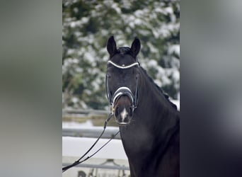 Oldenburger, Merrie, 11 Jaar, 166 cm, Zwartbruin