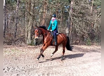 Oldenburger, Merrie, 11 Jaar, 168 cm, Bruin