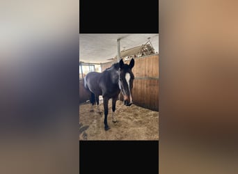 Oldenburger, Merrie, 11 Jaar, 168 cm, Bruin