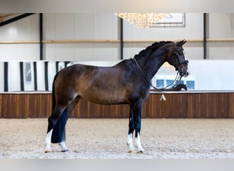 Oldenburger, Merrie, 11 Jaar, 168 cm, Donkerbruin