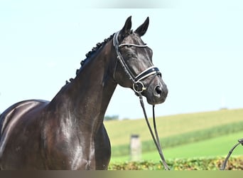 Oldenburger, Merrie, 11 Jaar, 169 cm, Zwartbruin