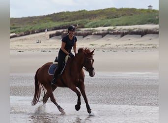 Oldenburger, Merrie, 11 Jaar, 170 cm, Vos