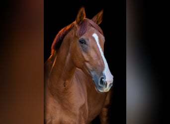 Oldenburger, Merrie, 11 Jaar, 170 cm, Vos