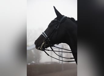 Oldenburger, Merrie, 11 Jaar, 170 cm, Zwart