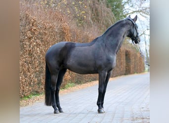 Oldenburger, Merrie, 11 Jaar, 170 cm, Zwart