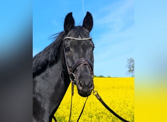 Oldenburger, Merrie, 11 Jaar, 171 cm, Zwart