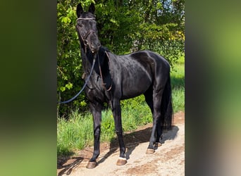 Oldenburger, Merrie, 11 Jaar, 171 cm, Zwart