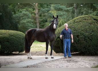 Oldenburger, Merrie, 11 Jaar, 171 cm, Zwartbruin