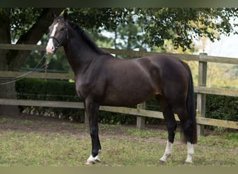 Oldenburger, Merrie, 11 Jaar, 171 cm, Zwartbruin