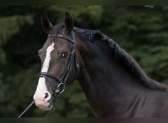 Oldenburger, Merrie, 11 Jaar, 171 cm, Zwartbruin
