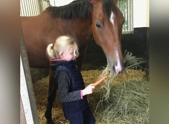 Oldenburger, Merrie, 11 Jaar, 172 cm, Bruin