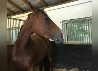 Oldenburger, Merrie, 11 Jaar, 172 cm, Bruin