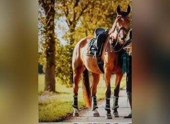 Oldenburger, Merrie, 11 Jaar, 172 cm, Bruin