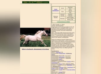 Oldenburger, Merrie, 11 Jaar, 172 cm, Palomino