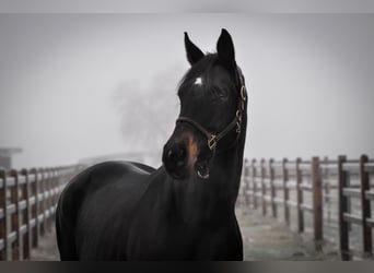 Oldenburger, Merrie, 11 Jaar, 172 cm, Zwartbruin