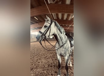 Oldenburger, Merrie, 11 Jaar, 173 cm, Appelschimmel