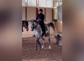 Oldenburger, Merrie, 11 Jaar, 173 cm, Schimmel