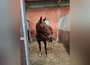 Oldenburger, Merrie, 11 Jaar, 173 cm, Vos