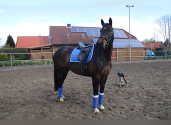 Oldenburger, Merrie, 11 Jaar, 174 cm, Bruin