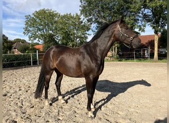 Oldenburger, Merrie, 11 Jaar, 174 cm, Bruin