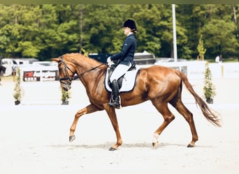 Oldenburger, Merrie, 11 Jaar, 174 cm, Vos