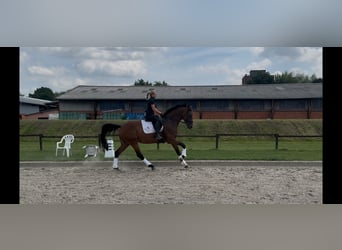 Oldenburger, Merrie, 11 Jaar, 175 cm, Bruin