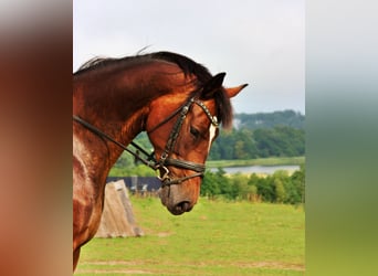 Oldenburger, Merrie, 11 Jaar, 175 cm, Donkerbruin