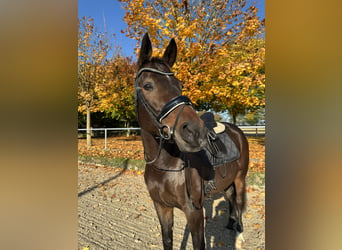 Oldenburger, Merrie, 11 Jaar, 176 cm, Donkerbruin