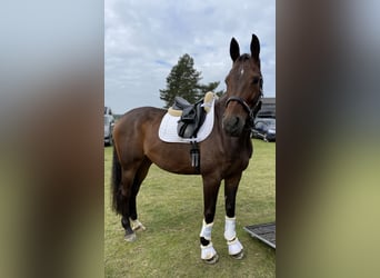 Oldenburger, Merrie, 11 Jaar, 176 cm, Donkerbruin