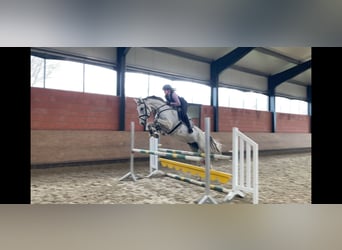 Oldenburger, Merrie, 11 Jaar, Appelschimmel