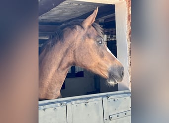 Oldenburger, Merrie, 11 Jaar, Vos
