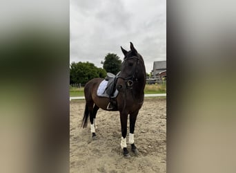 Oldenburger, Merrie, 12 Jaar, 160 cm, Donkerbruin