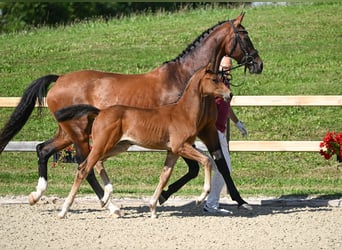 Oldenburger, Merrie, 12 Jaar, 164 cm, Brauner