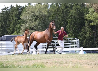 Oldenburger, Merrie, 12 Jaar, 164 cm, Brauner