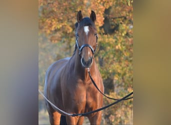 Oldenburger, Merrie, 12 Jaar, 164 cm, Bruin