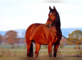 Oldenburger, Merrie, 12 Jaar, 164 cm, Bruin