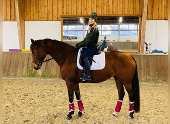 Oldenburger, Merrie, 12 Jaar, 164 cm, Bruin