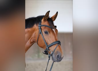 Oldenburger, Merrie, 12 Jaar, 164 cm, Bruin
