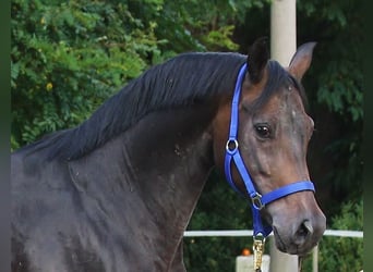 Oldenburger, Merrie, 12 Jaar, 164 cm, Donkerbruin