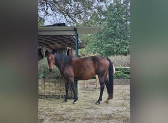 Oldenburger, Merrie, 12 Jaar, 165 cm, Bruin