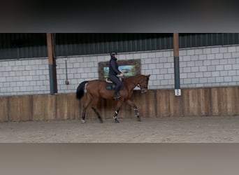 Oldenburger, Merrie, 12 Jaar, 165 cm, Bruin