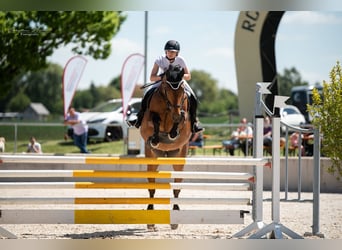 Oldenburger, Merrie, 12 Jaar, 165 cm, Bruin