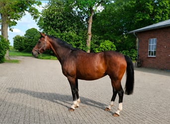 Oldenburger, Merrie, 12 Jaar, 165 cm, Donkerbruin