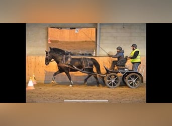 Oldenburger, Merrie, 12 Jaar, 166 cm, Zwart