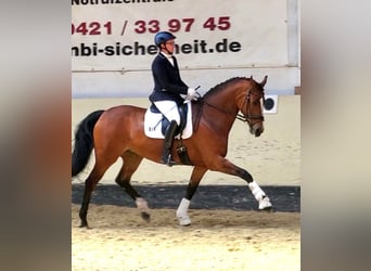 Oldenburger, Merrie, 12 Jaar, 167 cm, Bruin