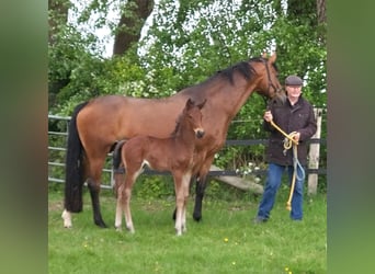 Oldenburger, Merrie, 12 Jaar, 167 cm, Bruin
