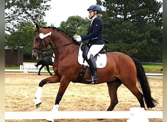 Oldenburger, Merrie, 12 Jaar, 167 cm, Bruin